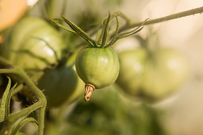 茄科植物