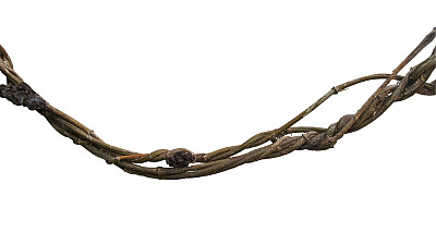 branches