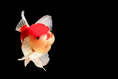 carassius