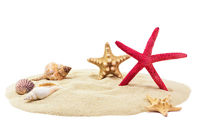 seashell