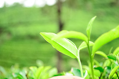 生态山茶油