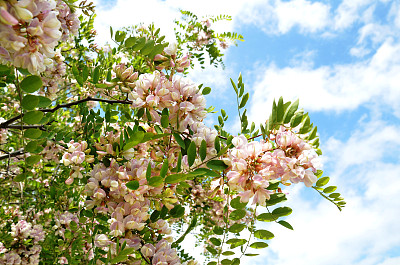 香槐花