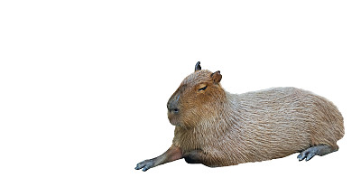 capybara