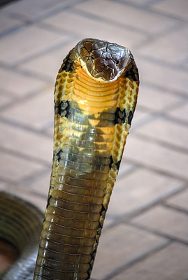 金环蛇