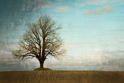风景画,一棵树