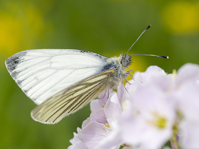 pieris