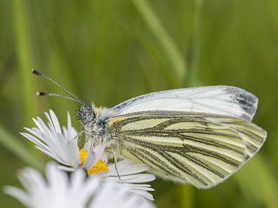 pieris