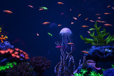jellyfish