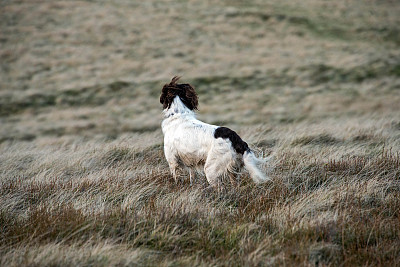 heath