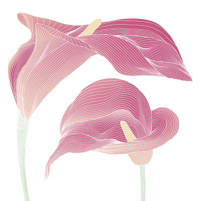 zantedeschia