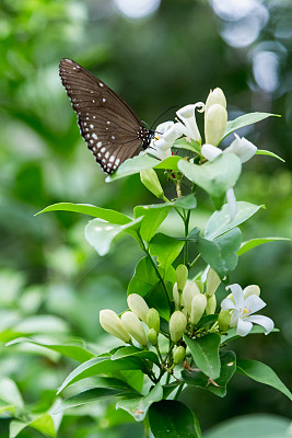 茉莉蝴蝶