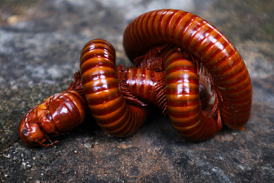 millipede