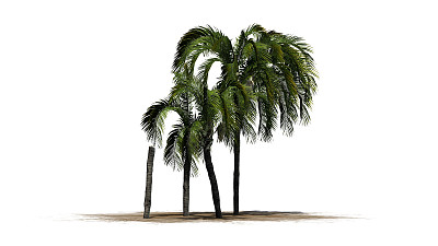 大王椰子树叶
