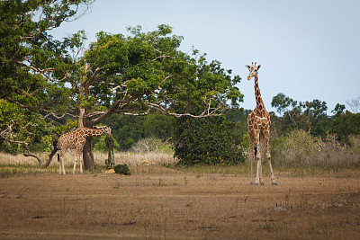 zoo