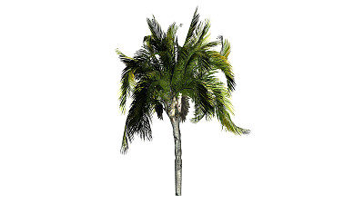 大王椰子树叶
