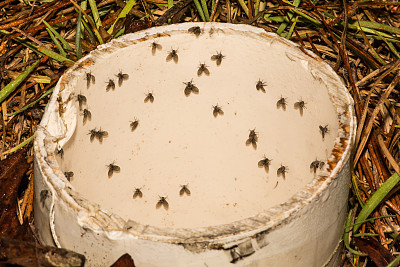 entomology