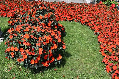impatiens