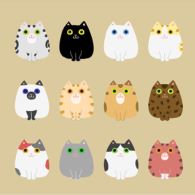 abyssinian猫