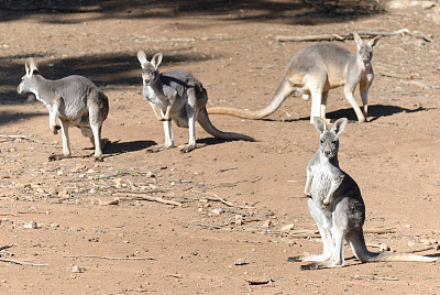 kangaroo