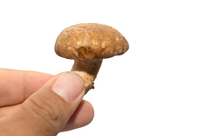 蘑菇的结构