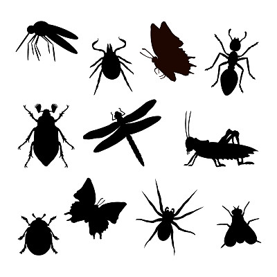 entomology