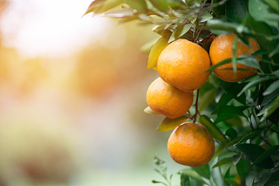 oranges