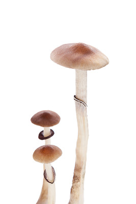 神奇蘑菇