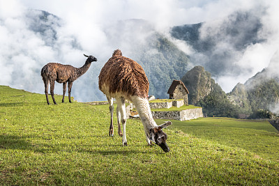 alpaca