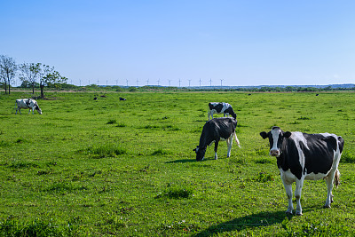 草原牧场