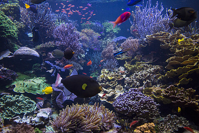 anemonefish