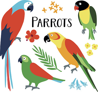 macaws
