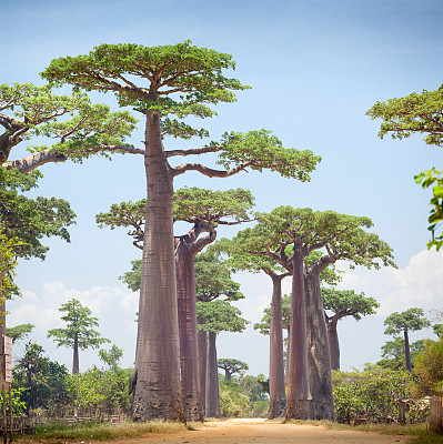baobab