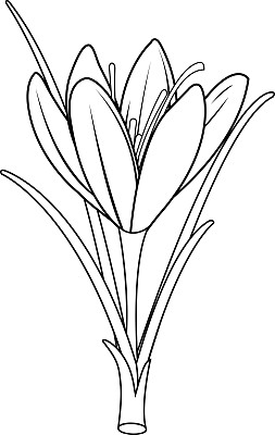 saffron
