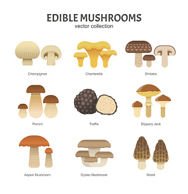 冬菇蘑菇