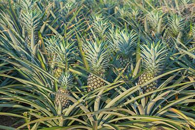 ananas