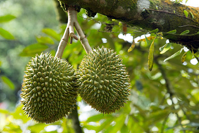 durian