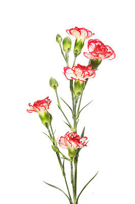 dianthus