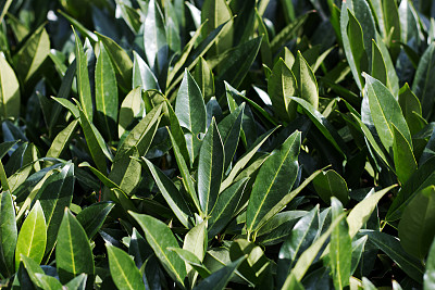 laurel