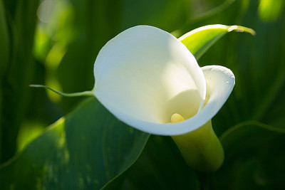 araceae