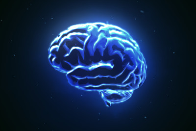 brain
