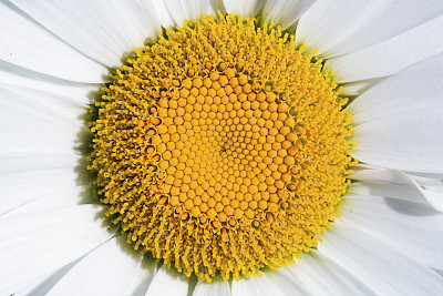 stamens