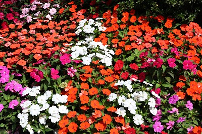 impatiens