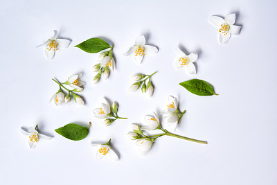 jasmine