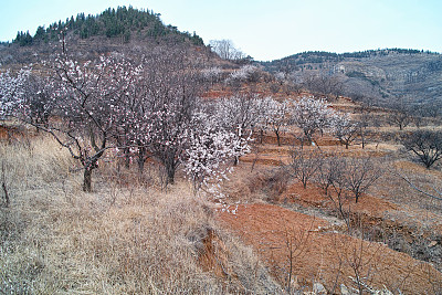 山东樱桃