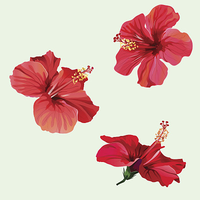 hibiscus