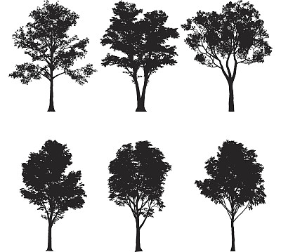 树木轮廓