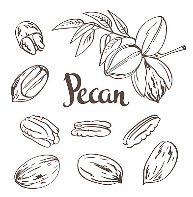 pecan