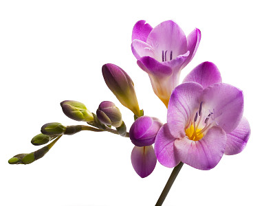 freesia