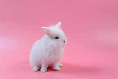粉红兔