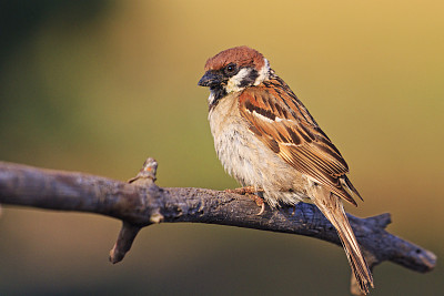 sparrow